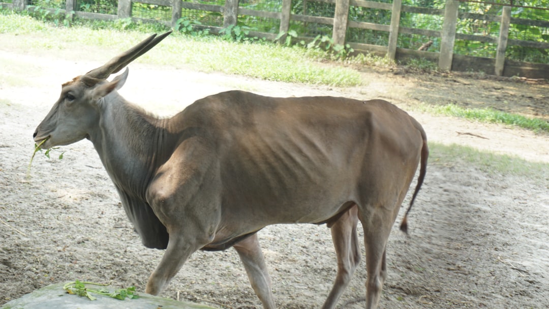 Photo Foal, pasture