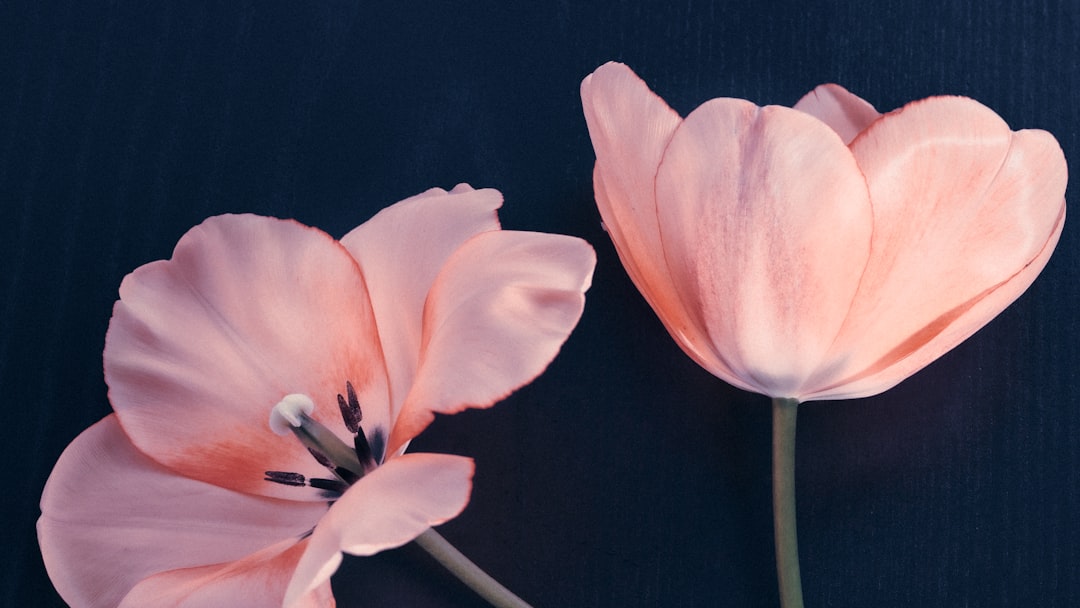 Photo Pink flowers